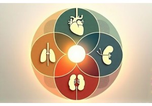 Maintaining Harmony Between Internal Organs in TCM